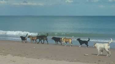 Los perros son un problema en las playas de Las Grutas. Los que atacaron al lobo marino en Terraza al mar tenían dueño
