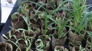 Plantas en macetas orgánicas serán entregadas a quienes colaboren donando alimento para perros.