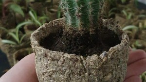 Entregarán plantas a cambio de alimentos para animales callejeros