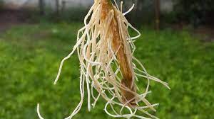 Para enraizar una planta: ¿Qué debemos tener en cuenta?