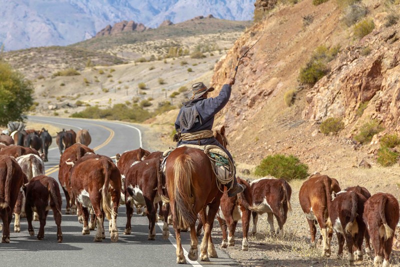 Crianceros del Norte Neuquino