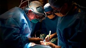 Trasplantaron el riñón de un cerdo a un paciente humano en Estados Unidos: funcionó dos días
