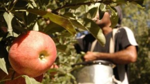 Cinco Saltos invita a una nueva edición de la Fiesta Nacional de la Fruticultura