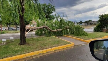 El viento provocó la caída de árboles en Choele Choel. (Gentileza Jorge Silva Fotografía)