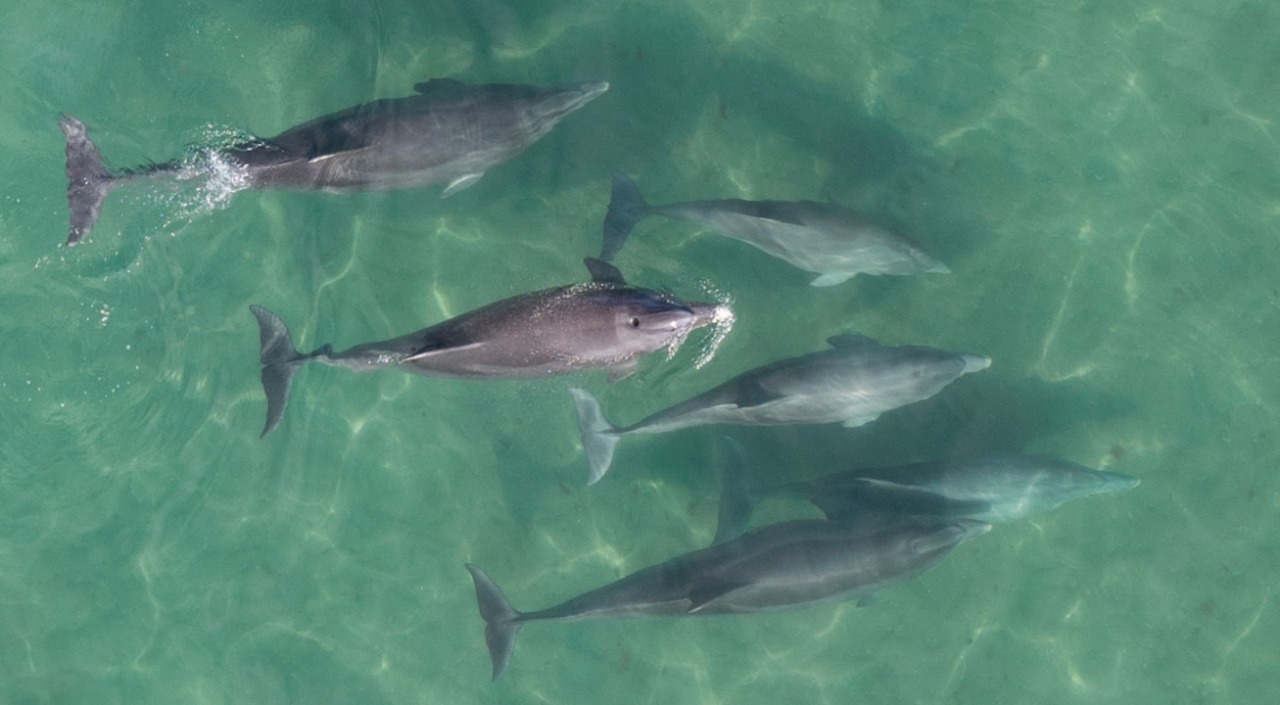 Delfines en la costa de Río Negro en las cálidas aguas de Las Grutas, al norte de la Patagonia. Foto: Sebastián Leal.