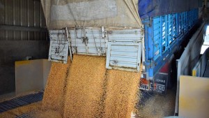 Golpe al contrabando de 8.100 toneladas de maíz