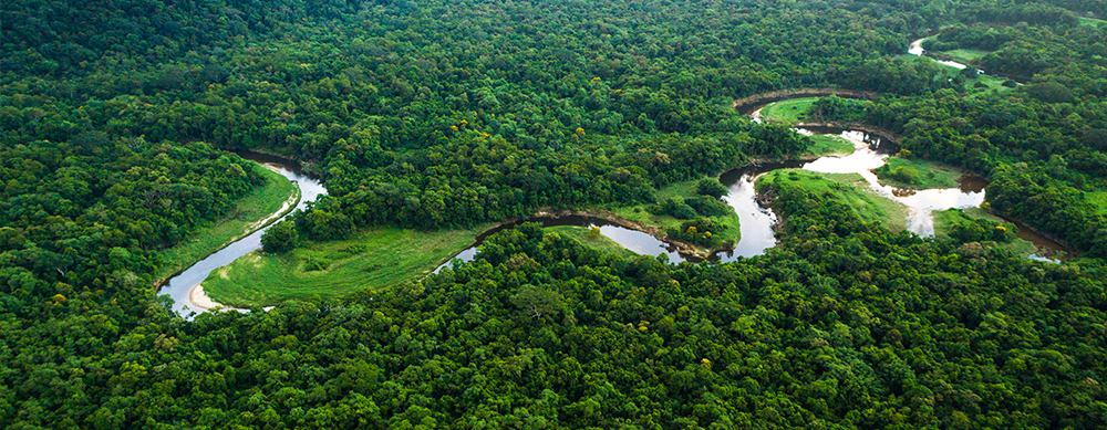 "En medio de esta prístina selva amazónica, estamos viendo los efectos globales del cambio climático causado por los seres humanos", dijo en un comunicado Vitek Jirinec, ecólogo del Centro de Investigación de Ecología Integral.