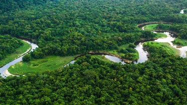 "En medio de esta prístina selva amazónica, estamos viendo los efectos globales del cambio climático causado por los seres humanos", dijo en un comunicado Vitek Jirinec, ecólogo del Centro de Investigación de Ecología Integral.