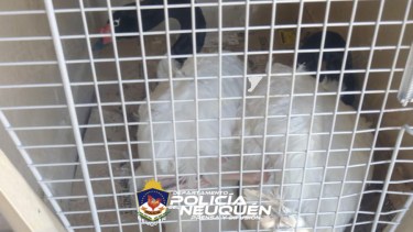 Los cisnes fueron rescatados y devueltos a su hábitat natura. Foto: Prensa de la Policía