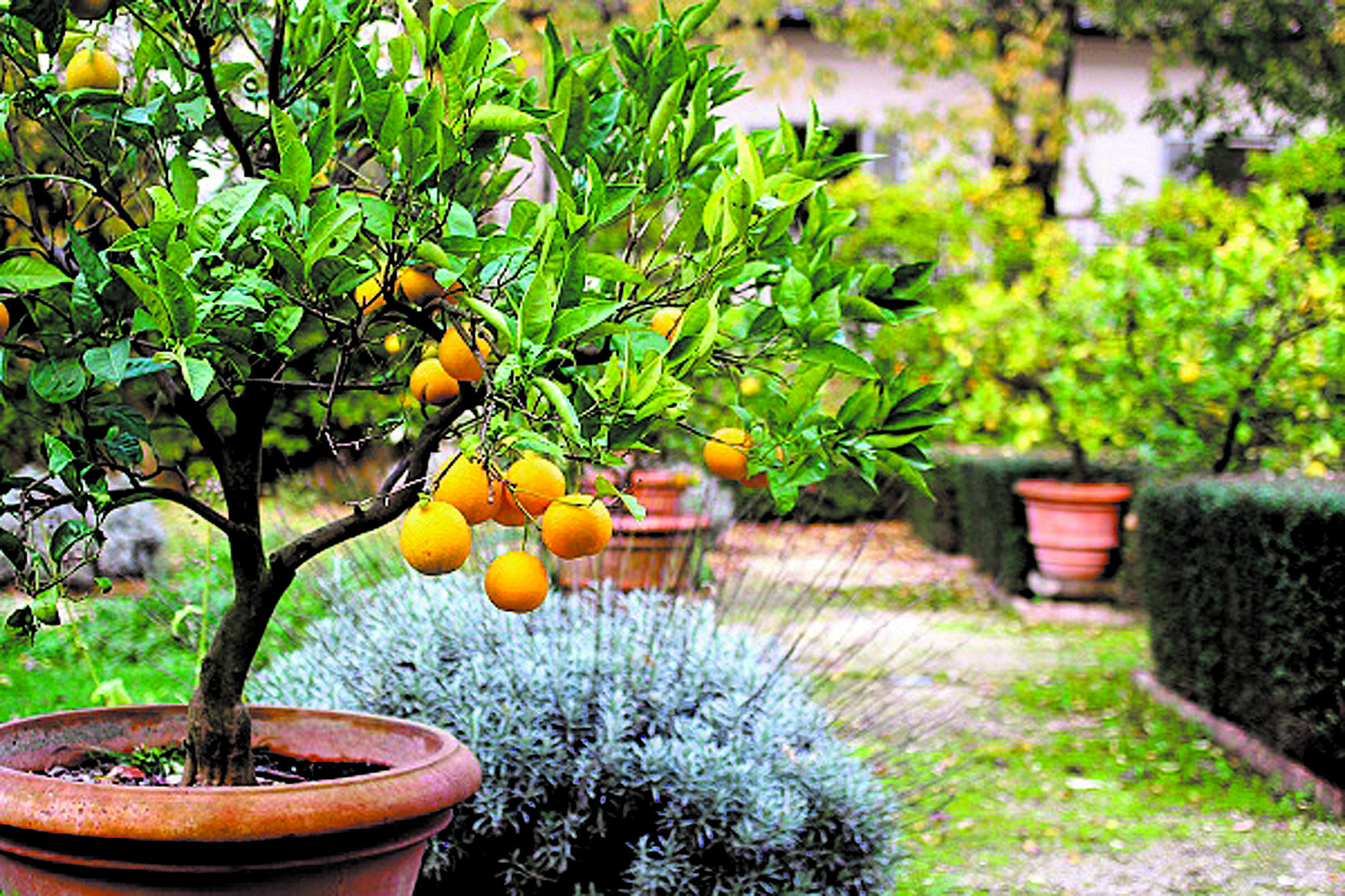 ¿Un pequeño limonero en el patio es posible?. Sí. Teniendo algunas precauciones podemos cultivar nuestros propios limones.