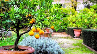 Casi todos los árboles no frutales se pueden podar en invierno, pero para los frutales, cambia en cada caso.