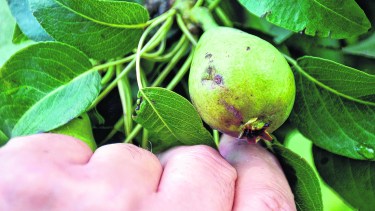 Los frutos de carozo fueron los más afectados según los primeros relevamientos. Foto: archivo.