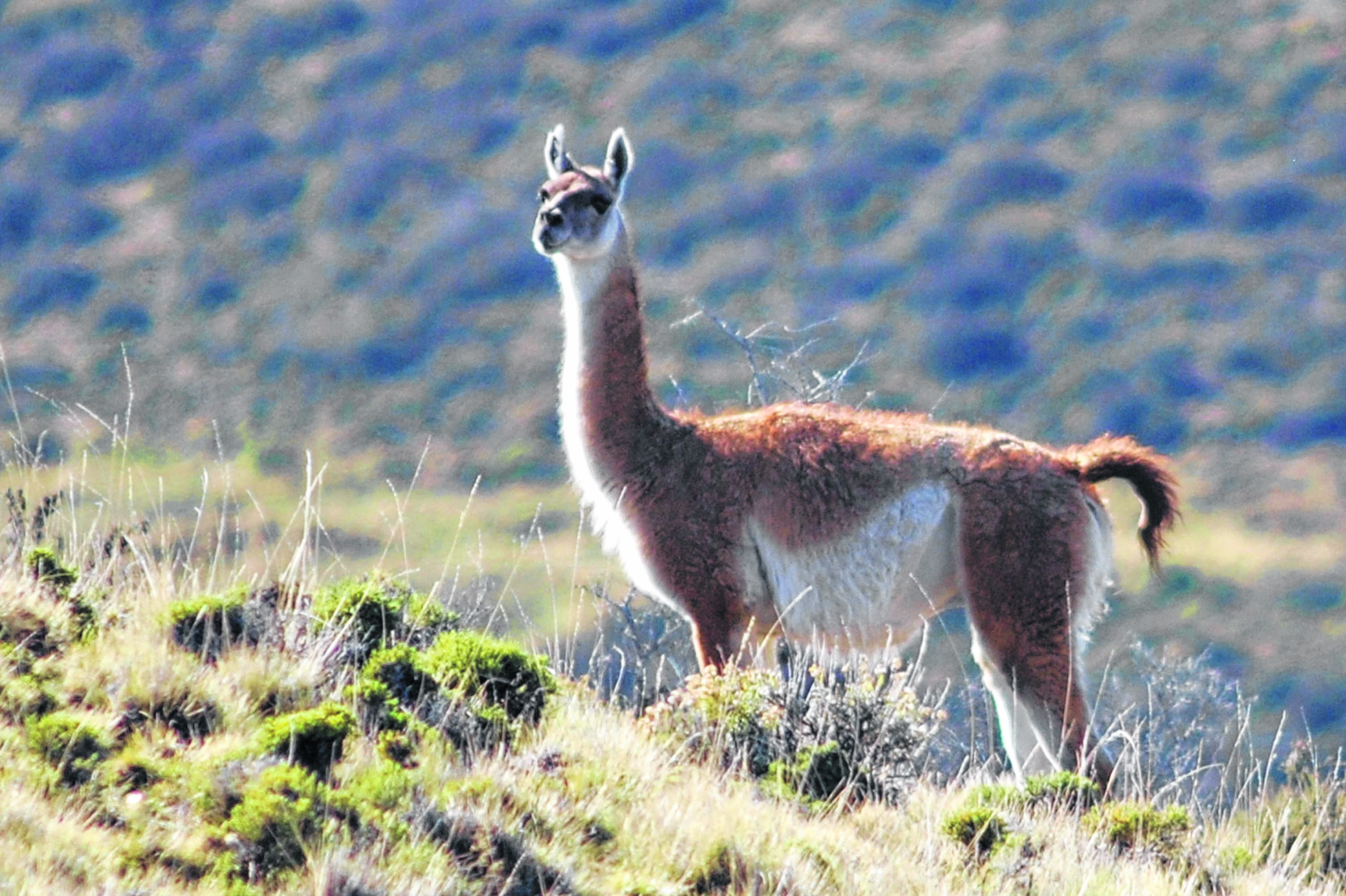 Característico de la estepa patagónica, el guanaco -según la leyenda- vivía en comunidad con el hombre.