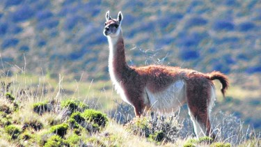 Característico de la estepa patagónica, el guanaco -según la leyenda- vivía en comunidad con el hombre.