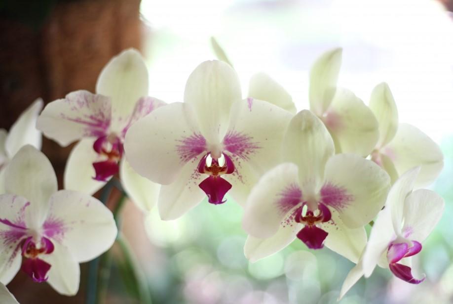 El apasionante y hermoso mundo de las orquídeas