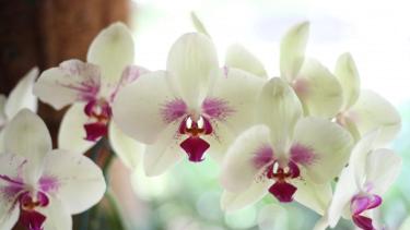 Phalaenopsis. Es la más popular. “Sus flores parecen mariposas”,dice la especialista.