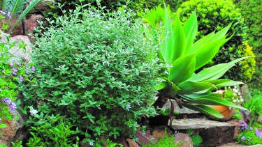 Podadas, dándole formas, se pueden hacer cercos con estos arbustos.