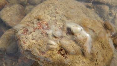 Invasión. El alga produce cambios en la calidad del agua y altera la biodiversidad