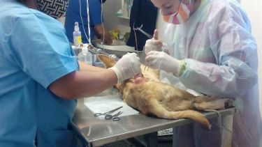 El quirófano movil atenderá en barrio Mosconi a partir del martes.