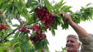 Comenzó la cosecha de cerezas y hay buenas expectativas