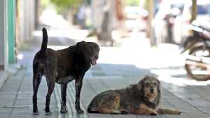 Día internacional del perro callejero: ¿por qué se festeja el 27 de julio?