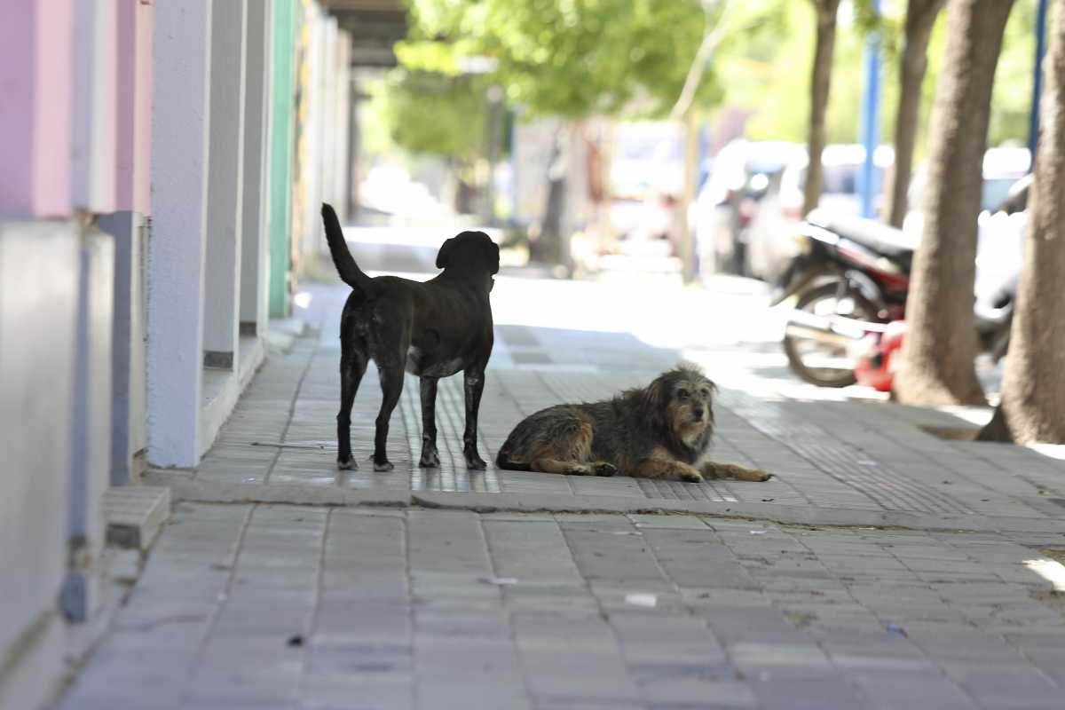 En total se envenenaron 13 perros en el barrio 12 de Septiembre de CIpolletti. Foto ILUSTRATIVA Archivo Juan Thomes