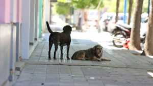 Envenenamiento de perros en Cipolletti: podría afectar a niños y el municipio inició acciones legales