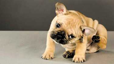 Todos los tipos de sarna afectan la piel ocasionando heridas si no se trata a tiempo