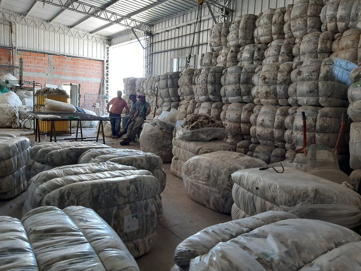 Los productores lograron reunir más de 30.000 kilos de lana para vender en forma asociada. Foto: gentileza. 