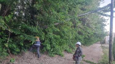 EL viento generó la caída de ramas, árboles y voladuras de techos. Foto: Gentileza Municipalidad de Plottier. 