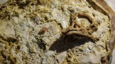 El huevo con el embrión fosilizado fue repatriado y se presentó en el museo Carmen Funes de Plaza Huincul (Foto: gentileza)