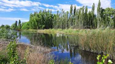 La Justicia intimó a la ciudad de Neuquén frenar los rellenos en los humedales del Limay
