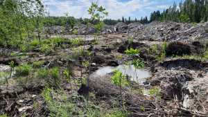 Exigen que cese la tala de árboles y el relleno de humedales en la zona costera del río Limay