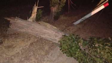 La caída de álamos afectó el servicio en Roca y Cervantes.