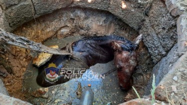 El caballo quedó en la parte más profunda del pozo. Foto: Prensa Policía de Neuquén