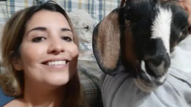 Vilma, la cabra de Neuquén, que es furor en Tik Tok (Gentileza) 
