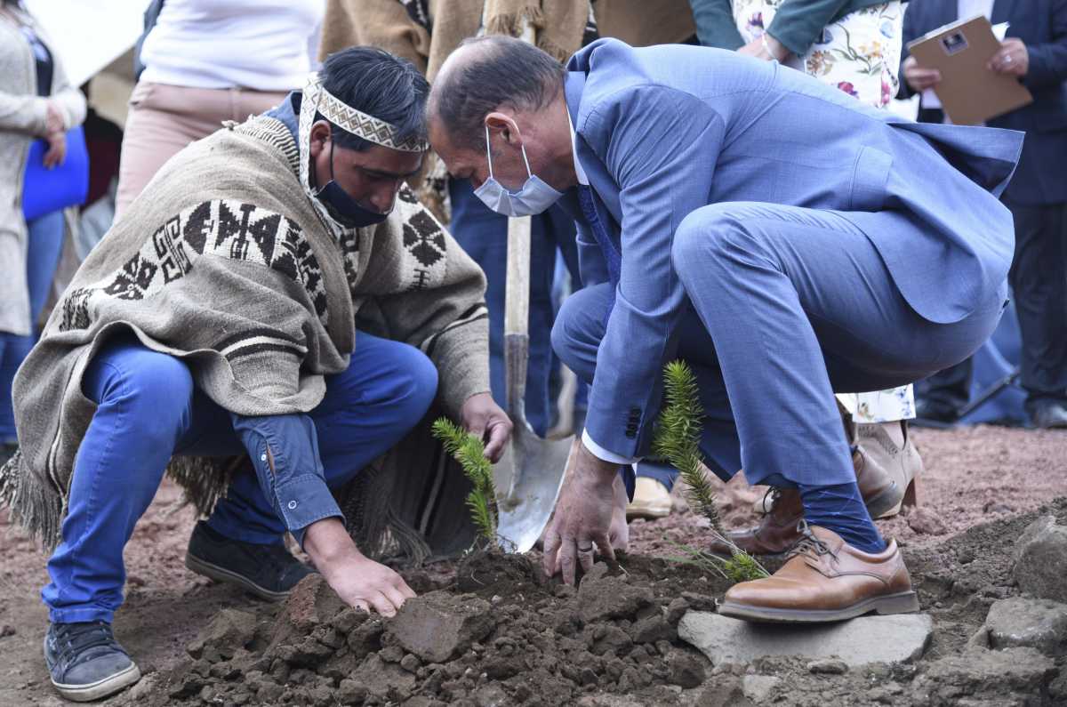 El gobernador Omar Gutiérrez y el lonco Hugo Lican plantaron un pehuen en el lugar. Foto: Florencia Salto.