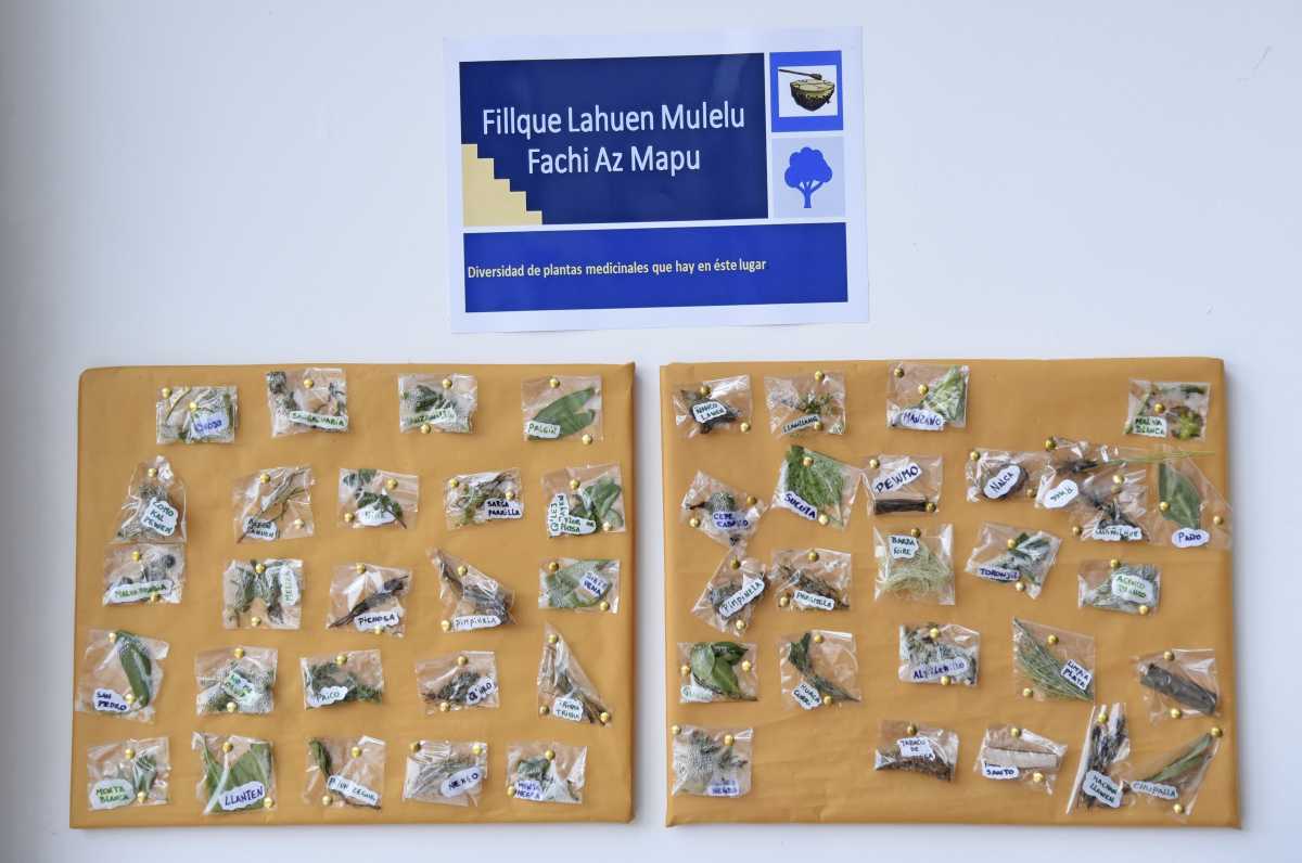 Una cartelera exhibe muestras de las plantas medicinales que se pueden encontrar en la zona. Foto: Florencia Salto.