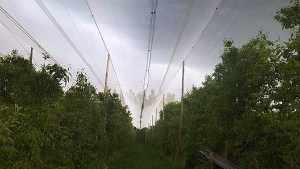 Evalúan los daños que causó la caída de granizo en chacras entre Huergo y Godoy