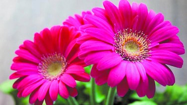 Una gran cantidad de colores a disposición de nuestros jardines.