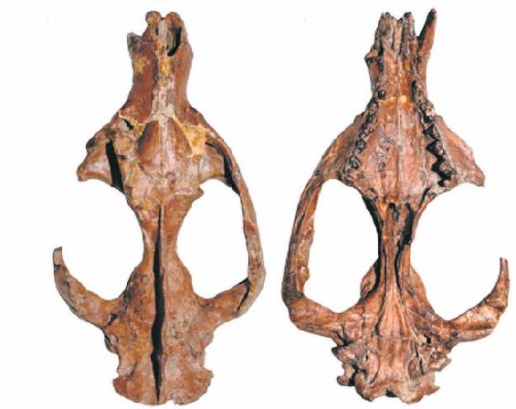 Don Mercedes González encontró el material, consistente en un cráneo con su mandíbula asociada.