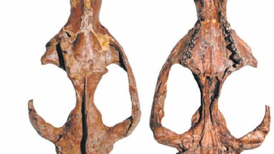 Don Mercedes González encontró el material, consistente en un cráneo con su mandíbula asociada.