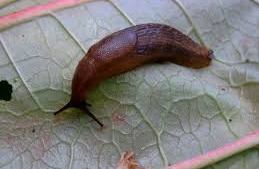 Plagas en el jardín. ¿conocés el método del repollo?