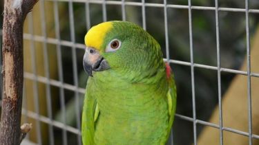 El loro ahora es cuidado por una de las hermanas de la víctima.