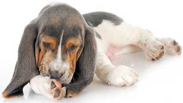 Si bien hay razas predispuestas a desarrollar estas conductas, también afecta a perros mestizos, y razas pequeñas.