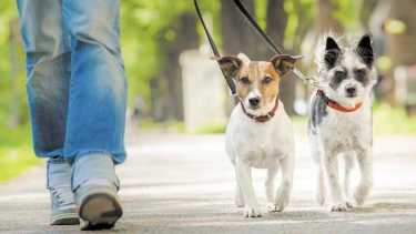 En Neuquén se generó un registro de comercios aptos para animales. Foto: Archivo.