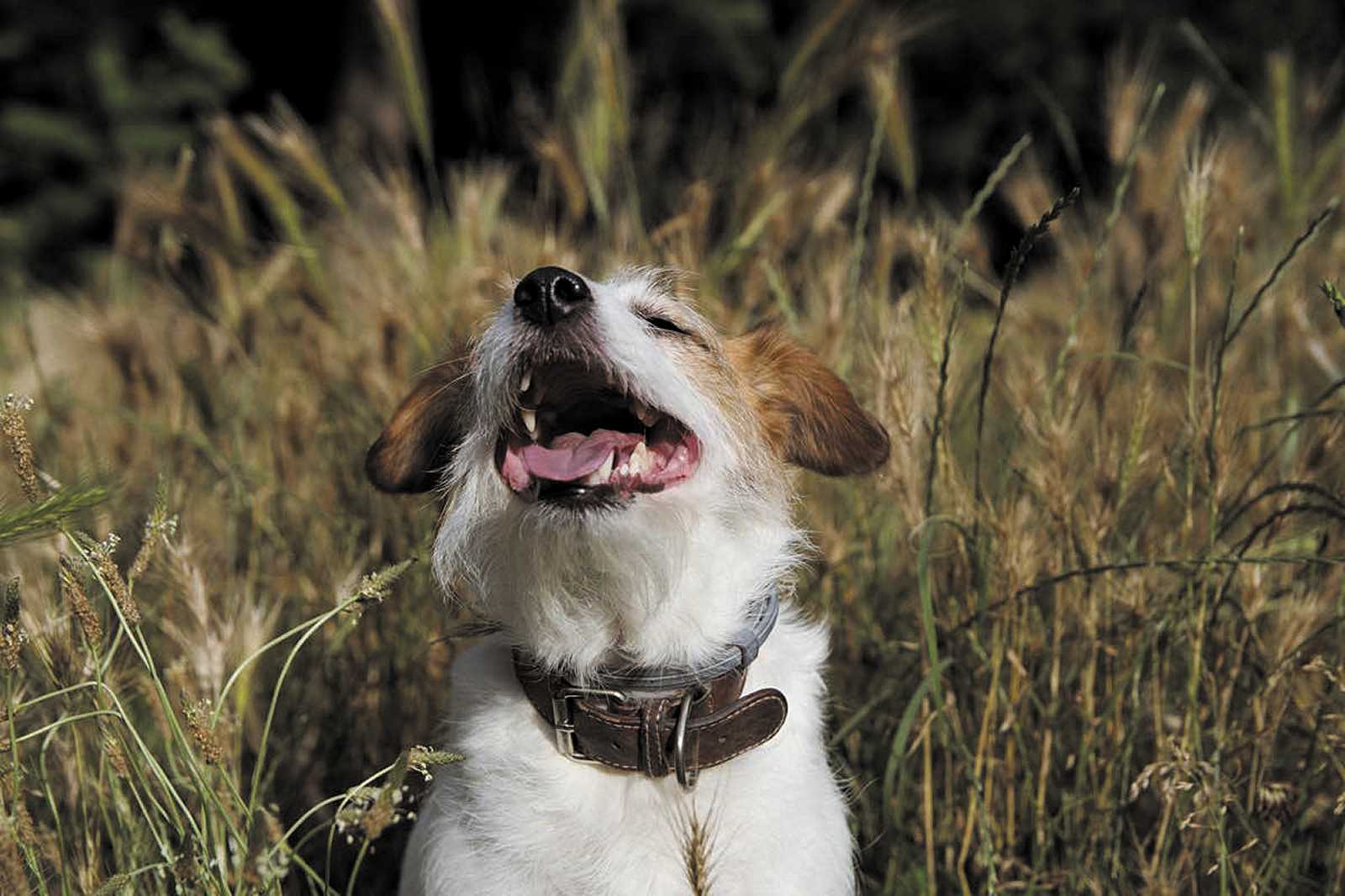 Los perros por naturaleza disfrutan revolcarse entre los pastos