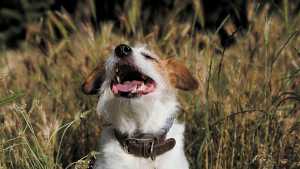 Pronóstico: así estará el tiempo este domingo