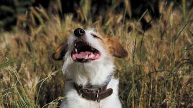 Los perros por naturaleza disfrutan revolcarse entre los pastos