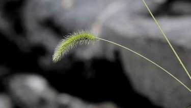 Las típicas espigas de plantas comunes como las gramíneas